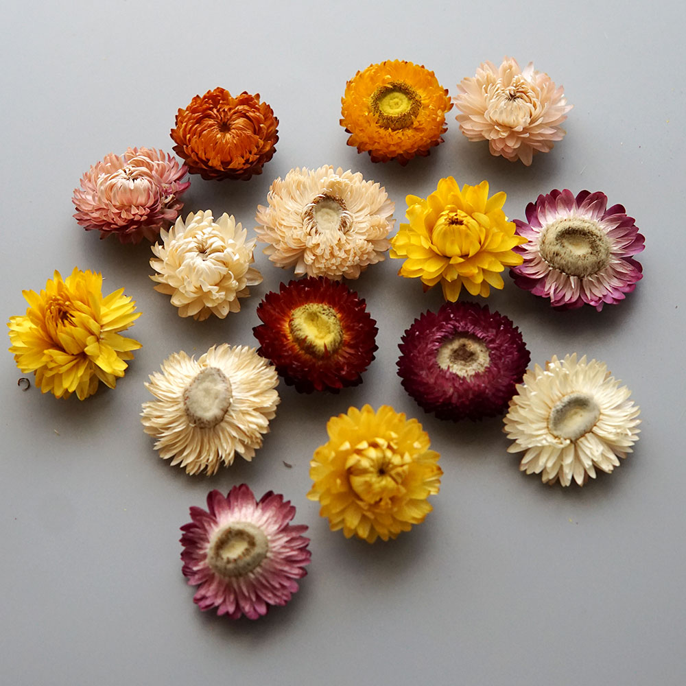 Natural Dried Colorful Chrysan - Hair Care Nature 评论和价格