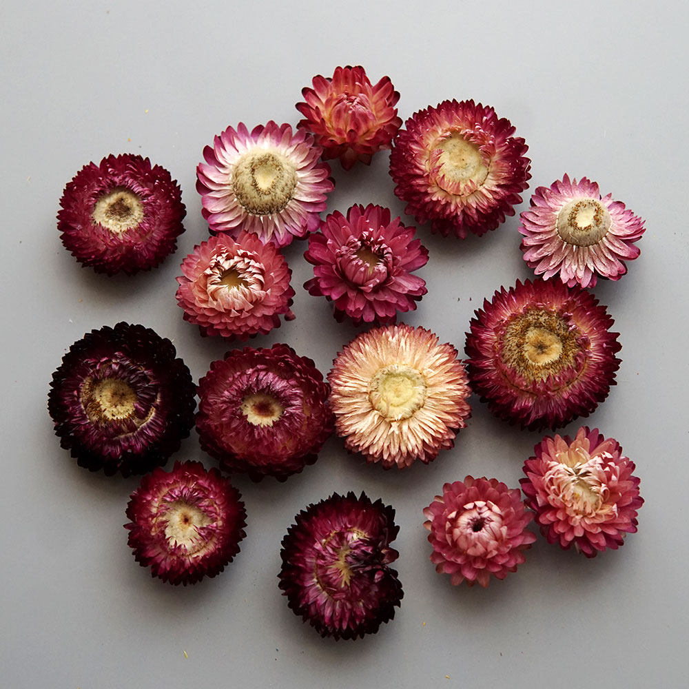 Natural Dried Colorful Chrysan - Hair Care Nature 评论和价格